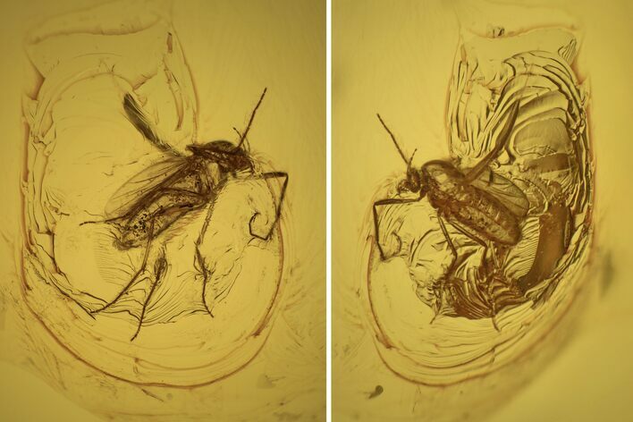 Fossil Fly (Diptera) In Baltic Amber #234507